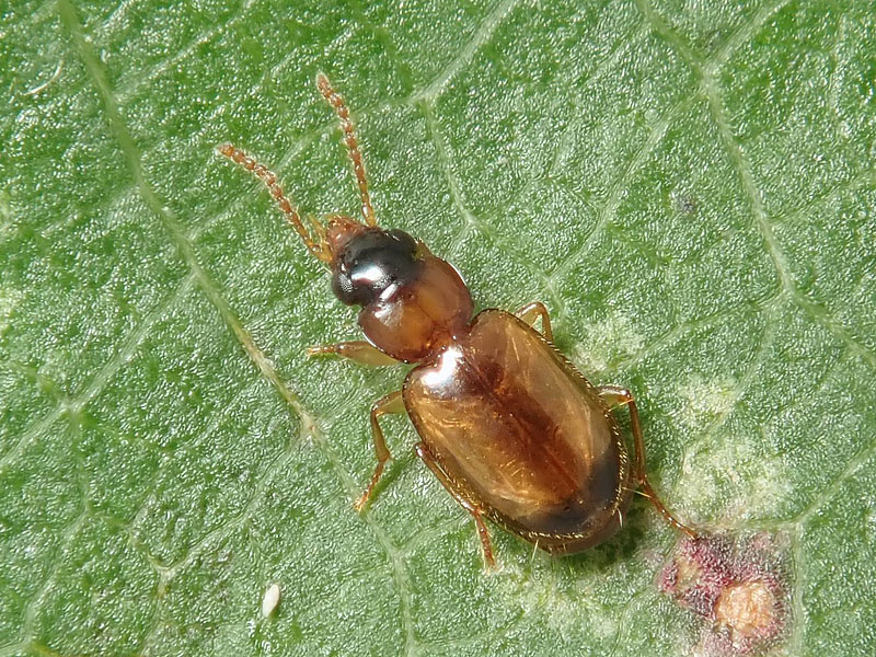 Carabidae: Perigona nigriceps ? S !